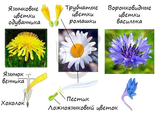 Цветки у подсолнечника трубчатые или язычковые