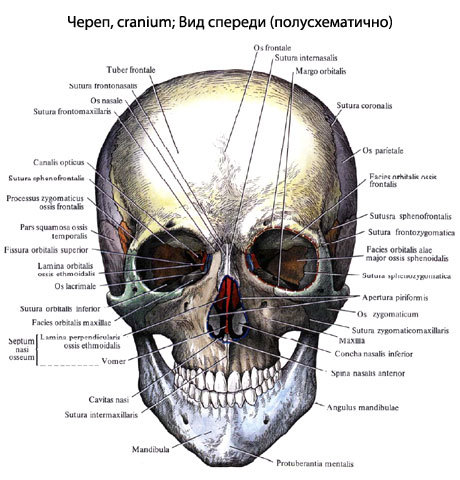 Свод черепа образуют трубчатые