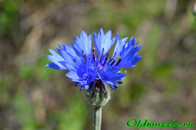 Цветки василька синего трубчатые