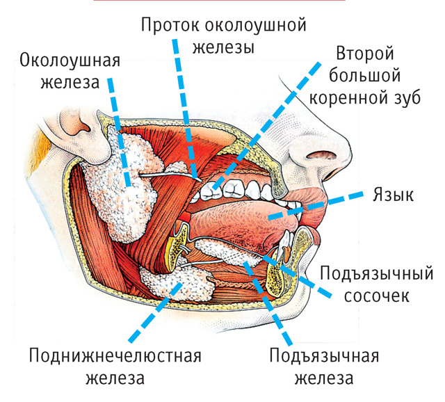 Сальные железы трубчатые или альвеолярные
