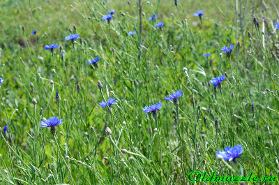 Цветки василька синего трубчатые