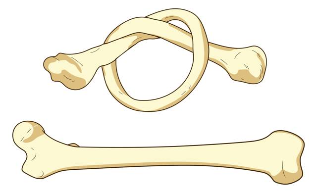 Хрящевые прослойки в трубчатой кости