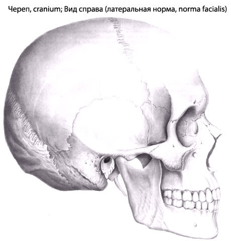 Свод черепа образуют трубчатые