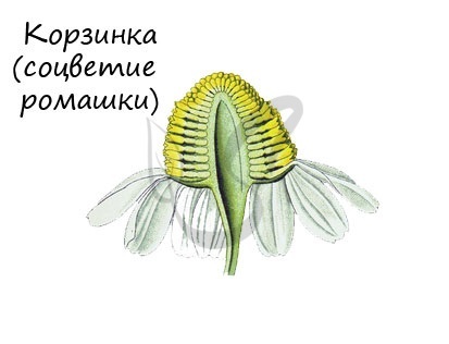 Цветки у подсолнечника трубчатые или язычковые