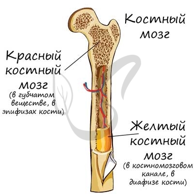Хрящевые прослойки в трубчатой кости